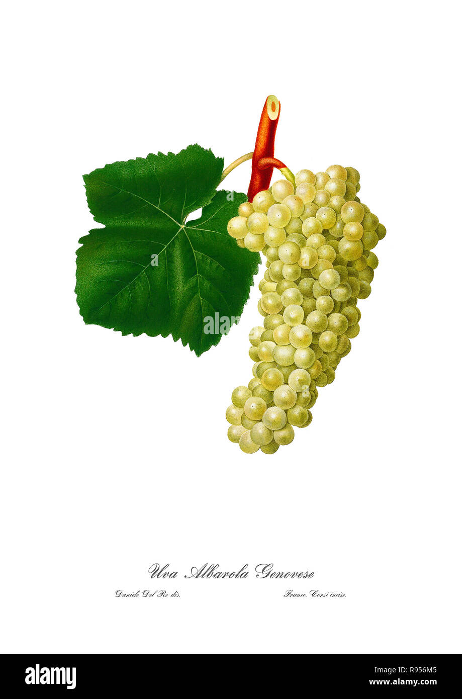 Vintage unique botanical illustration of a grape Stock Photo