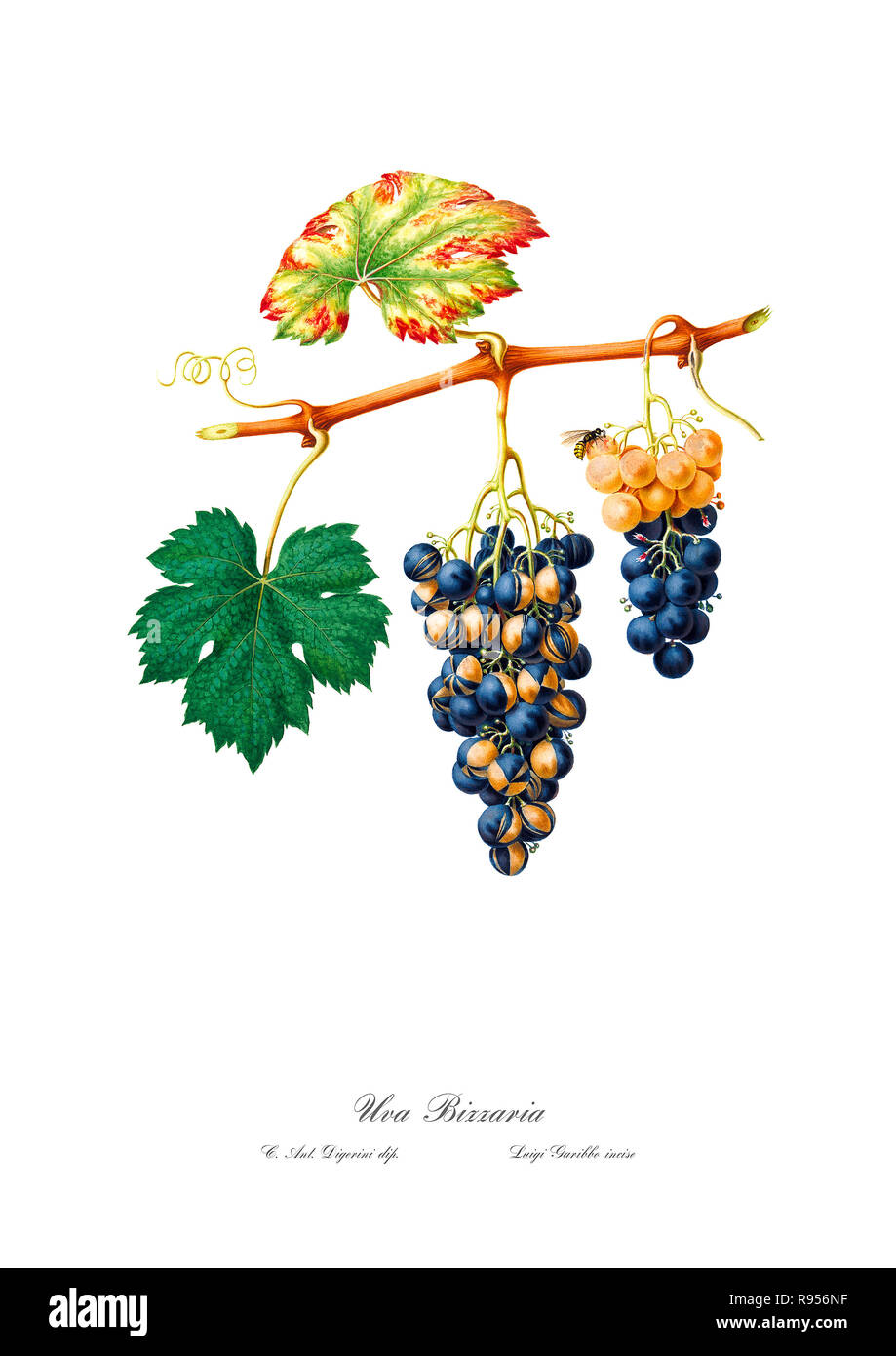 Vintage unique botanical illustration of a grape Stock Photo