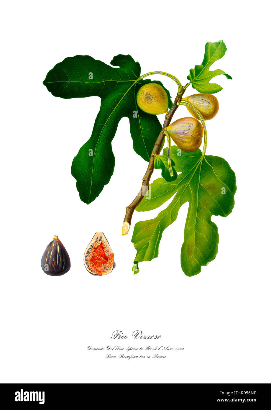 Vintage unique botanical illustration of a figs Stock Photo