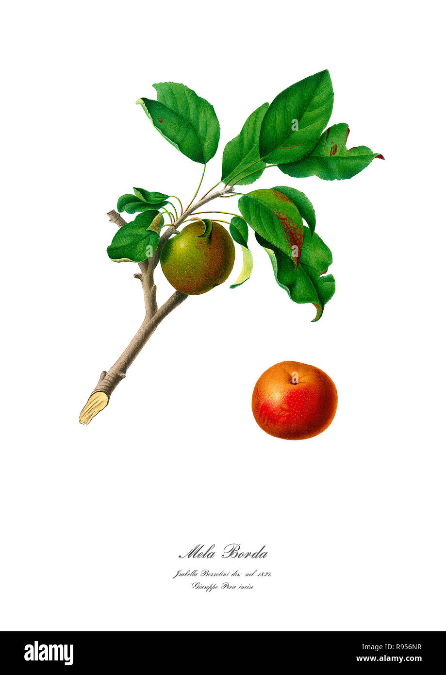 Vintage unique botanical illustration of an apple Stock Photo