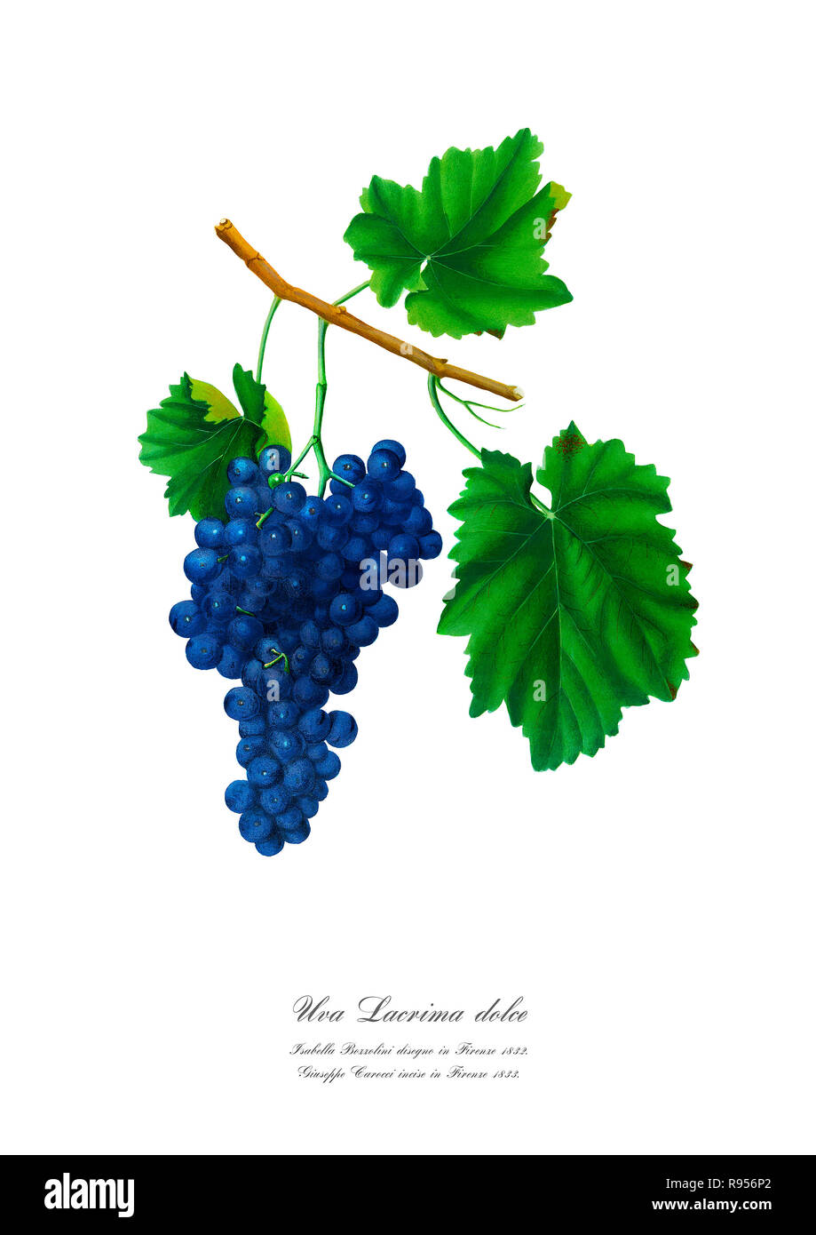 Vintage unique botanical illustration of a grape Stock Photo