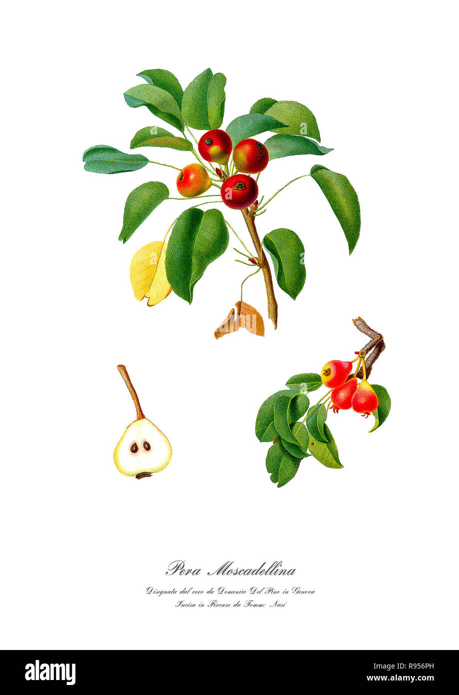 Vintage unique botanical illustration of a pear Stock Photo