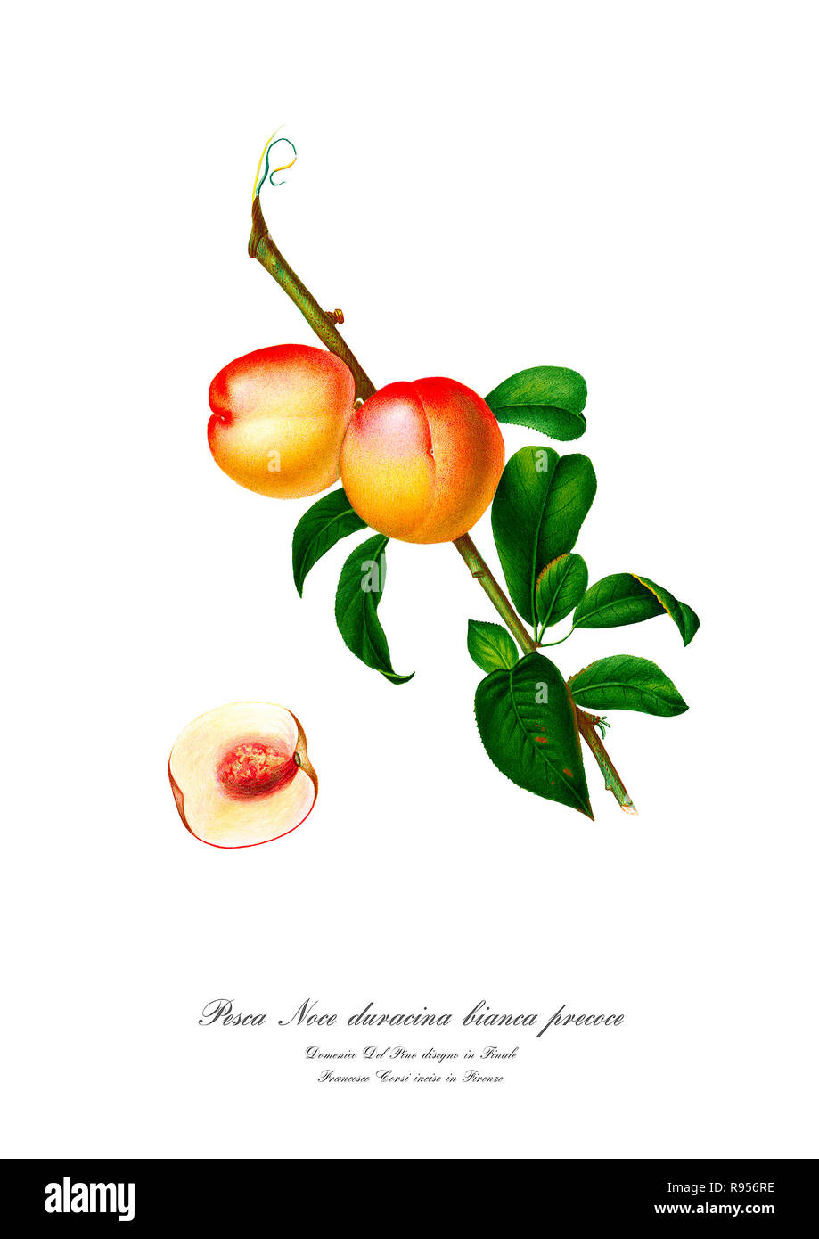 Vintage unique botanical illustration of a peach Stock Photo