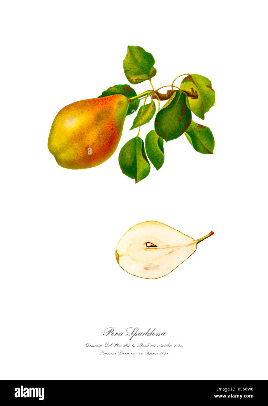 Vintage unique botanical illustration of a pear Stock Photo