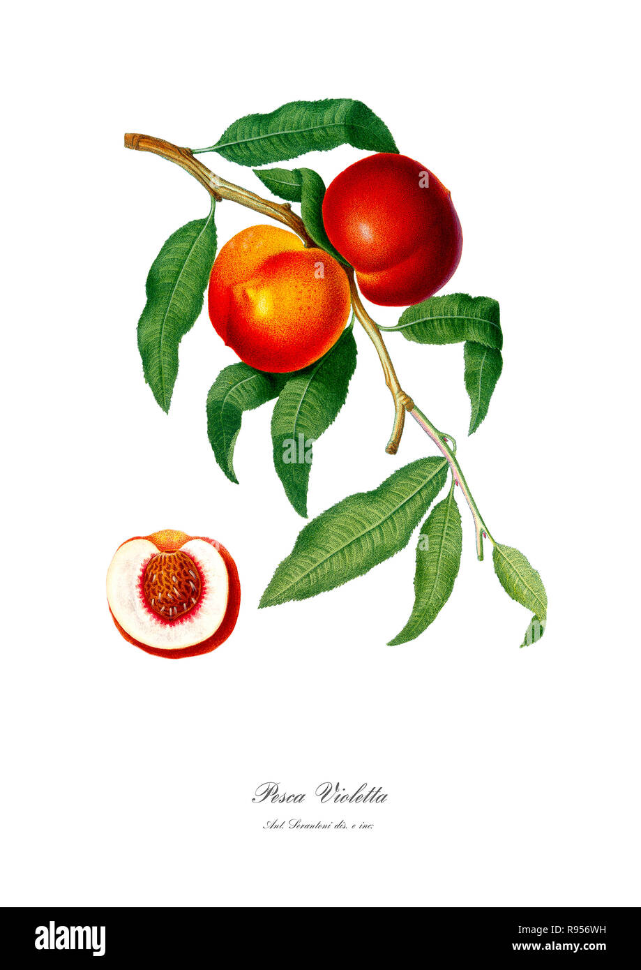 Vintage unique botanical illustration of a Peach Stock Photo