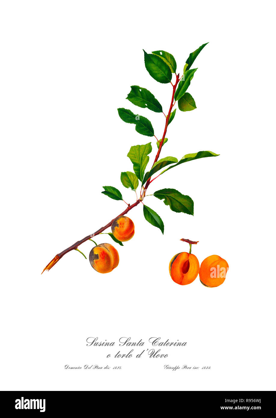 Vintage unique botanical illustration of a apricot Stock Photo