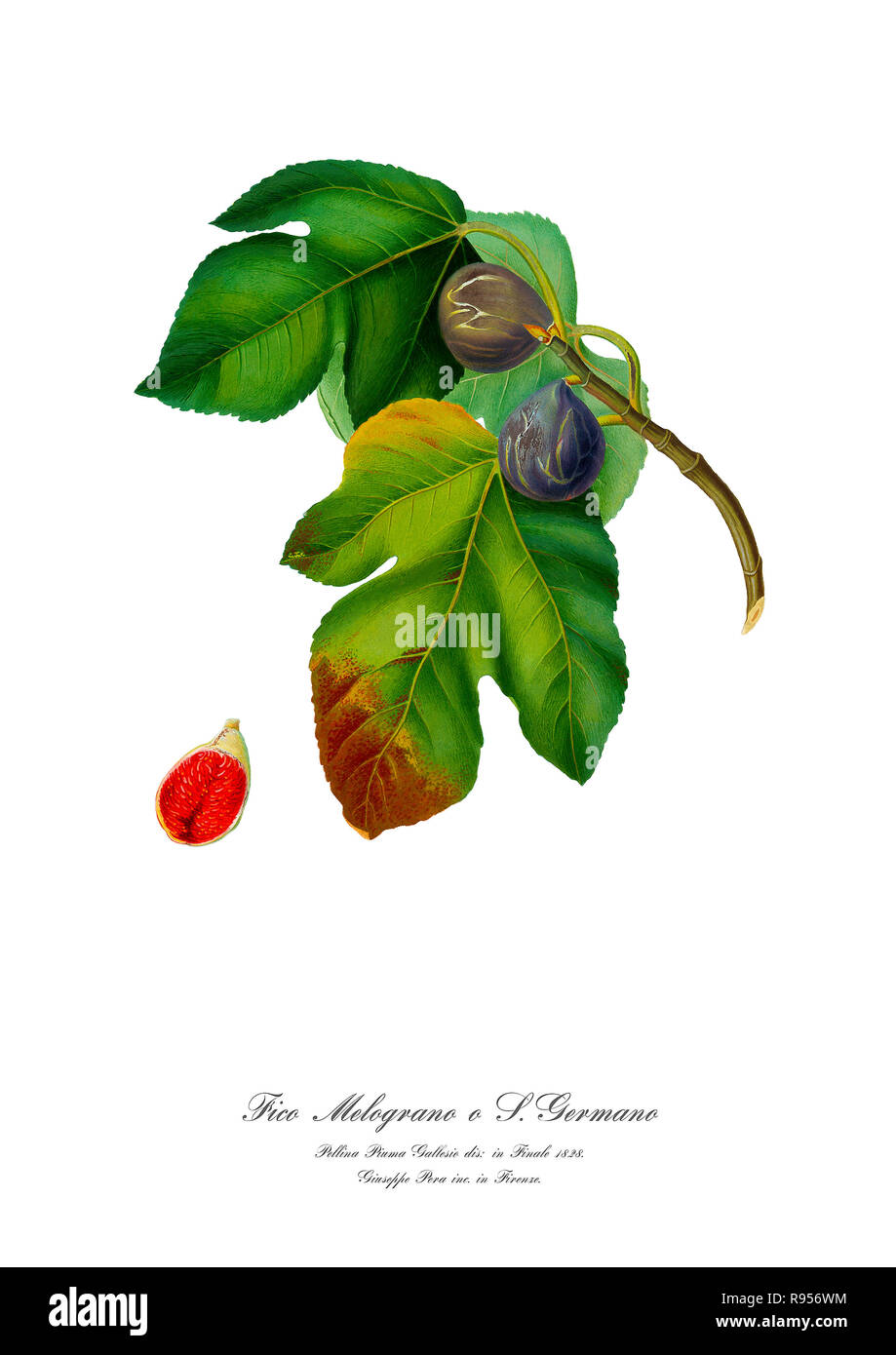 Vintage unique botanical illustration of a Figs Stock Photo