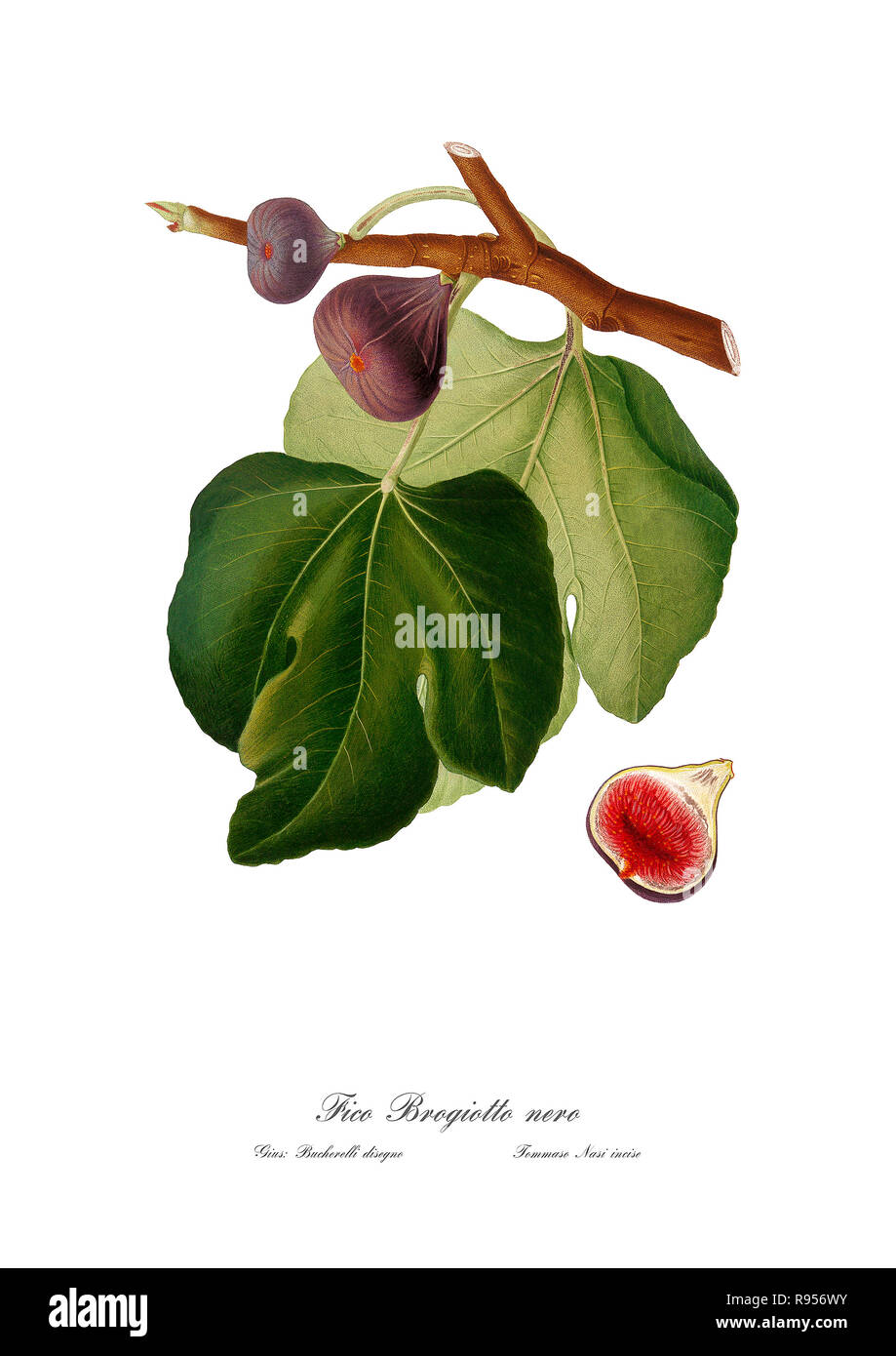 Vintage unique botanical illustration of a figs Stock Photo
