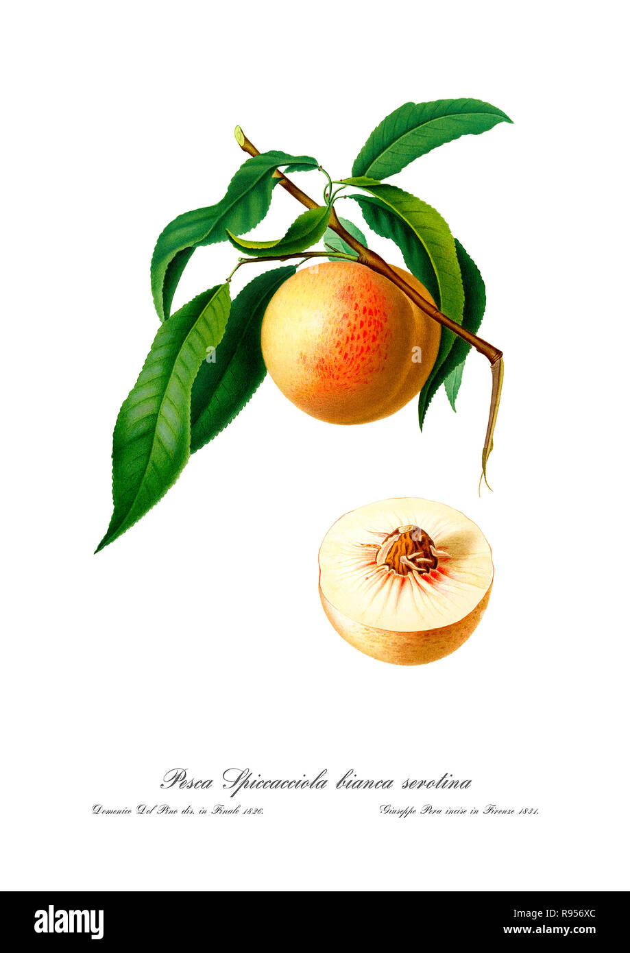Vintage unique botanical illustration of a Peach Stock Photo