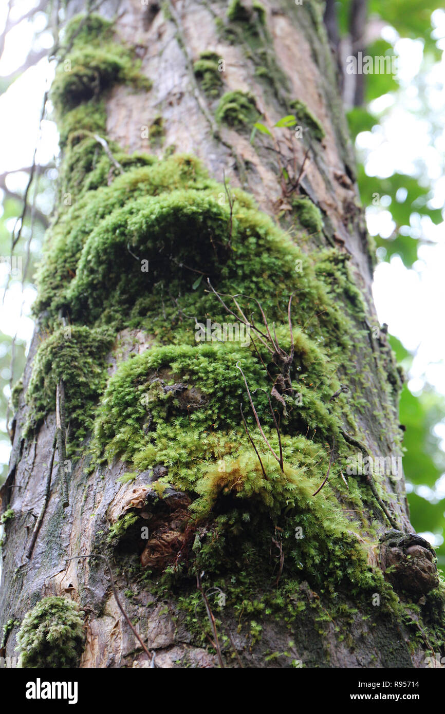 Close up of fuzzy moss growing on a tree trunk in the Ko'olau Forest