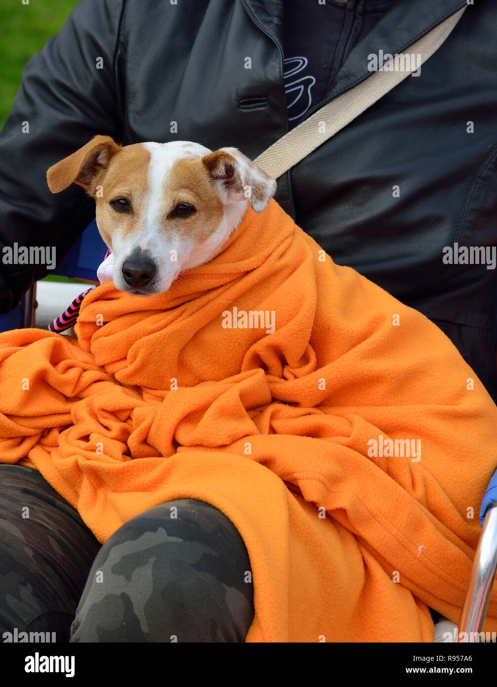 Jack Russell Terrier wrapped up in orange blanket on King's Day, a national holiday celebrating King Willem Alexander's birthday, Alkmaar, Holland Stock Photo