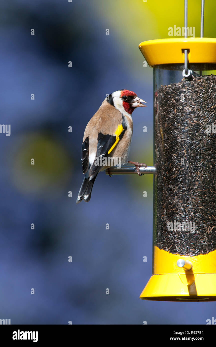 Goldfinch on a nyjer bird seed feeder in a garden. UK Stock Photo