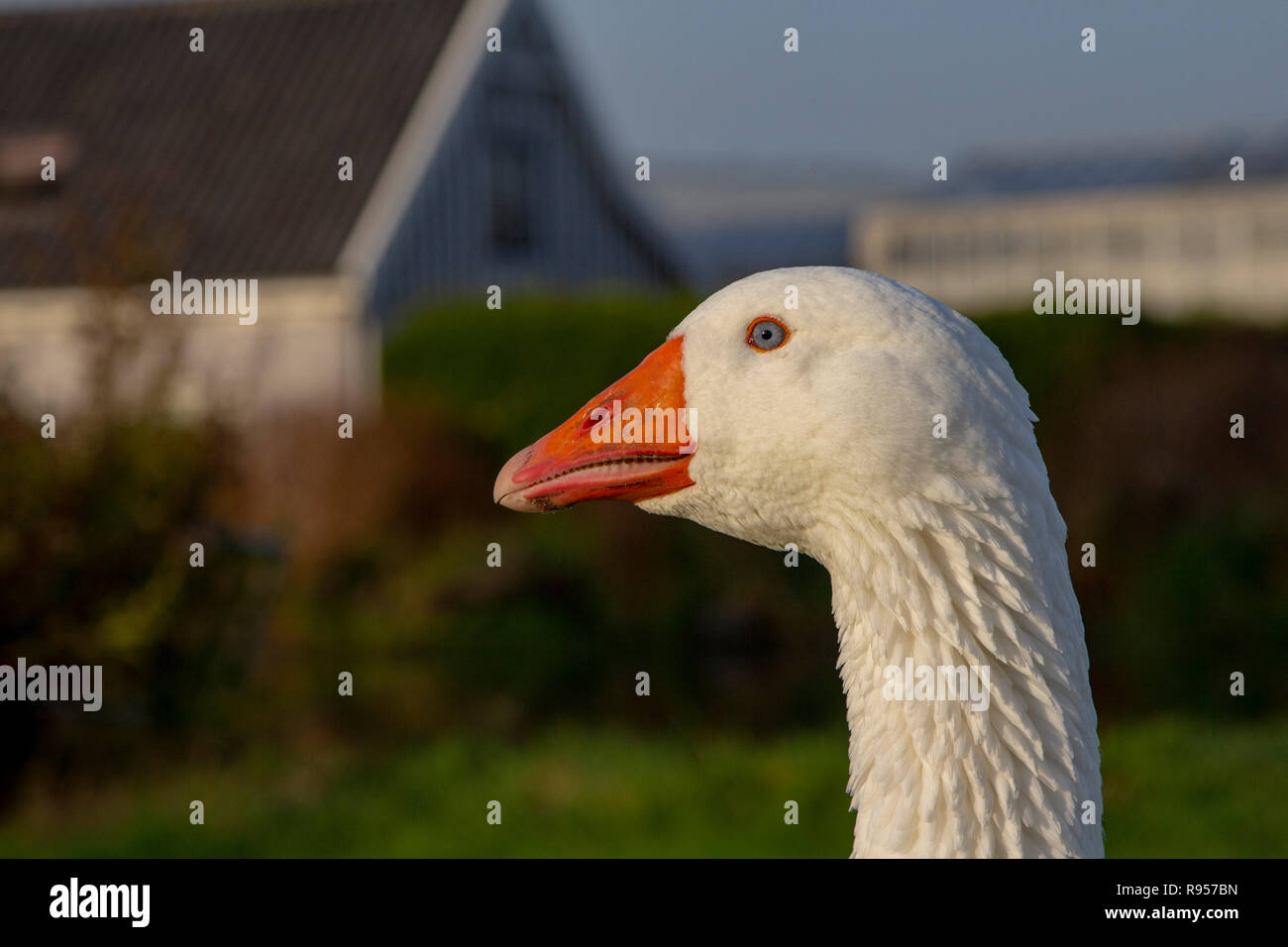 Close up portrait en profile of a white Emden goose with orange beak with a blurred unsharp background. Stock Photo