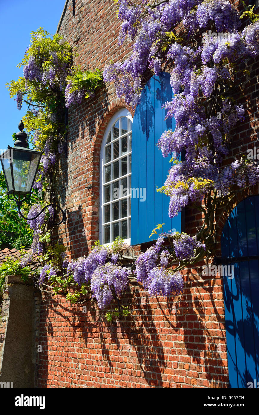 Traditional old Dutch house in the pretty town of Veere with Wisteria climbing over the facade Zeeland, Holland, Netherlands Stock Photo