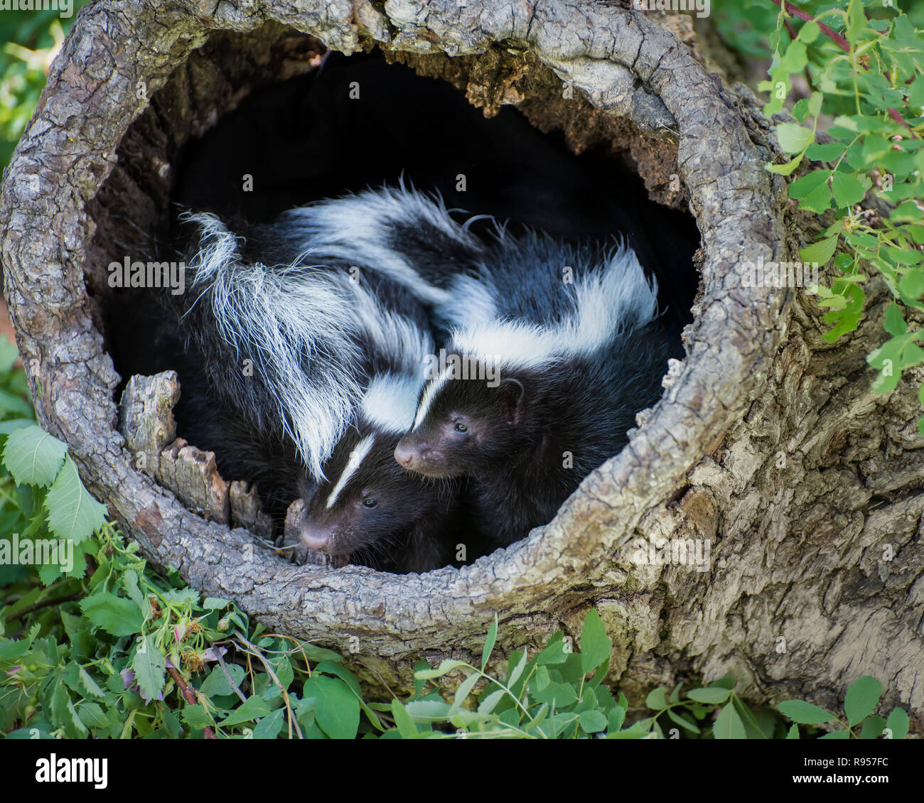 Two Baby Skunks in a Hollow Log Stock Photo