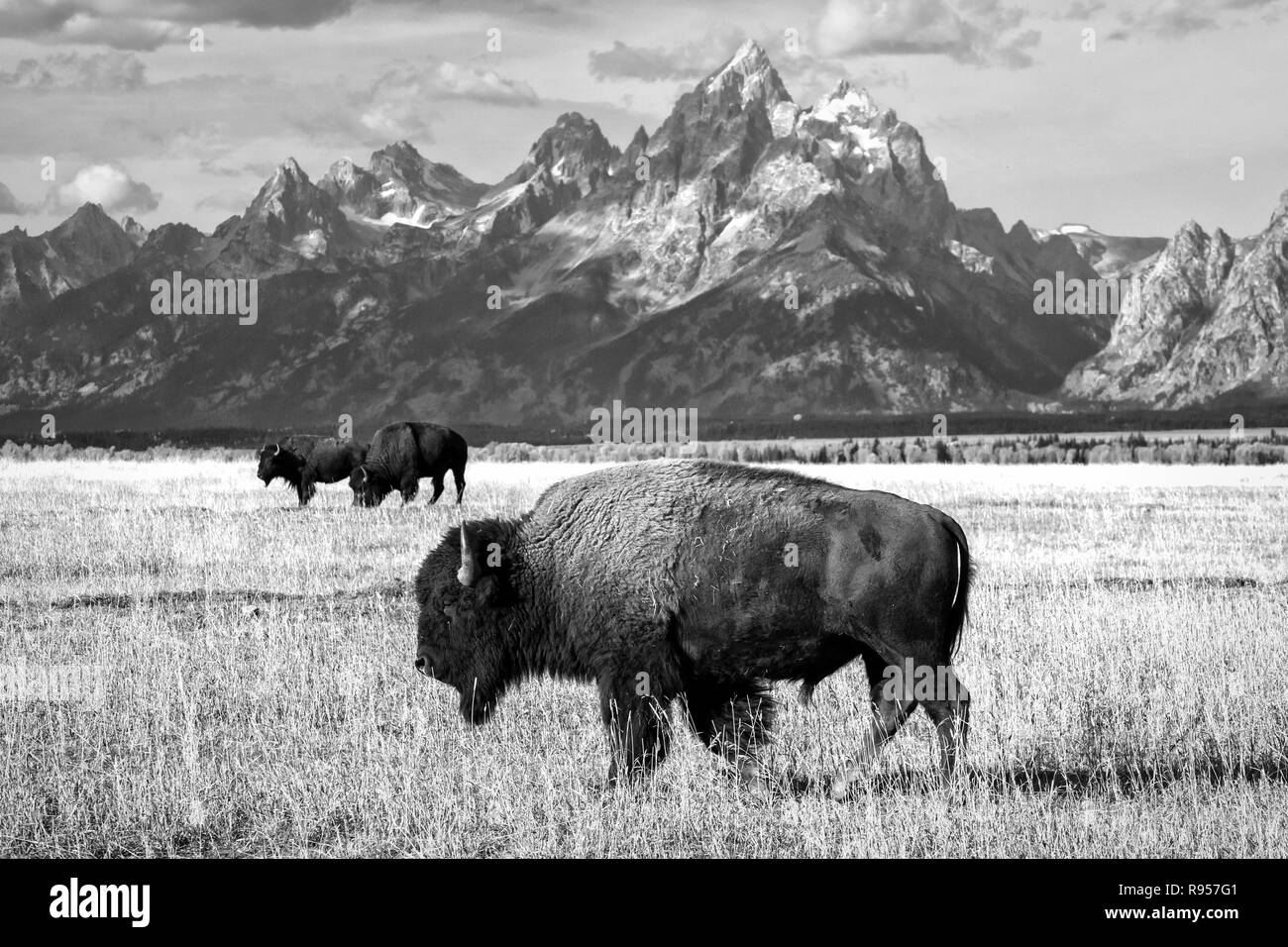 Group of Bison Grazing ieneath the Teton Mountains in Grand Teton National Park Stock Photo
