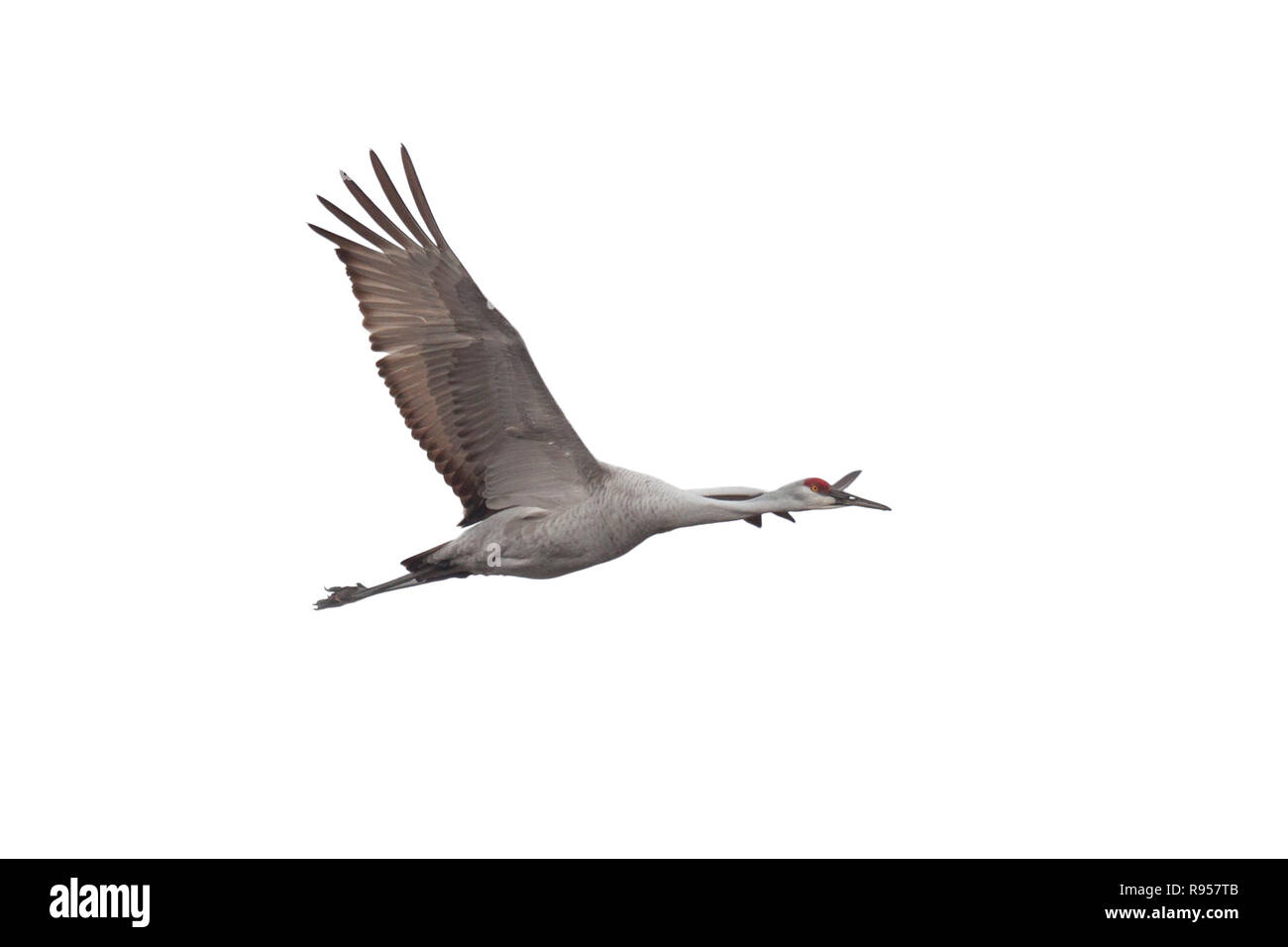 A Sandhill crane soars across a white background with its wings wide open. Stock Photo