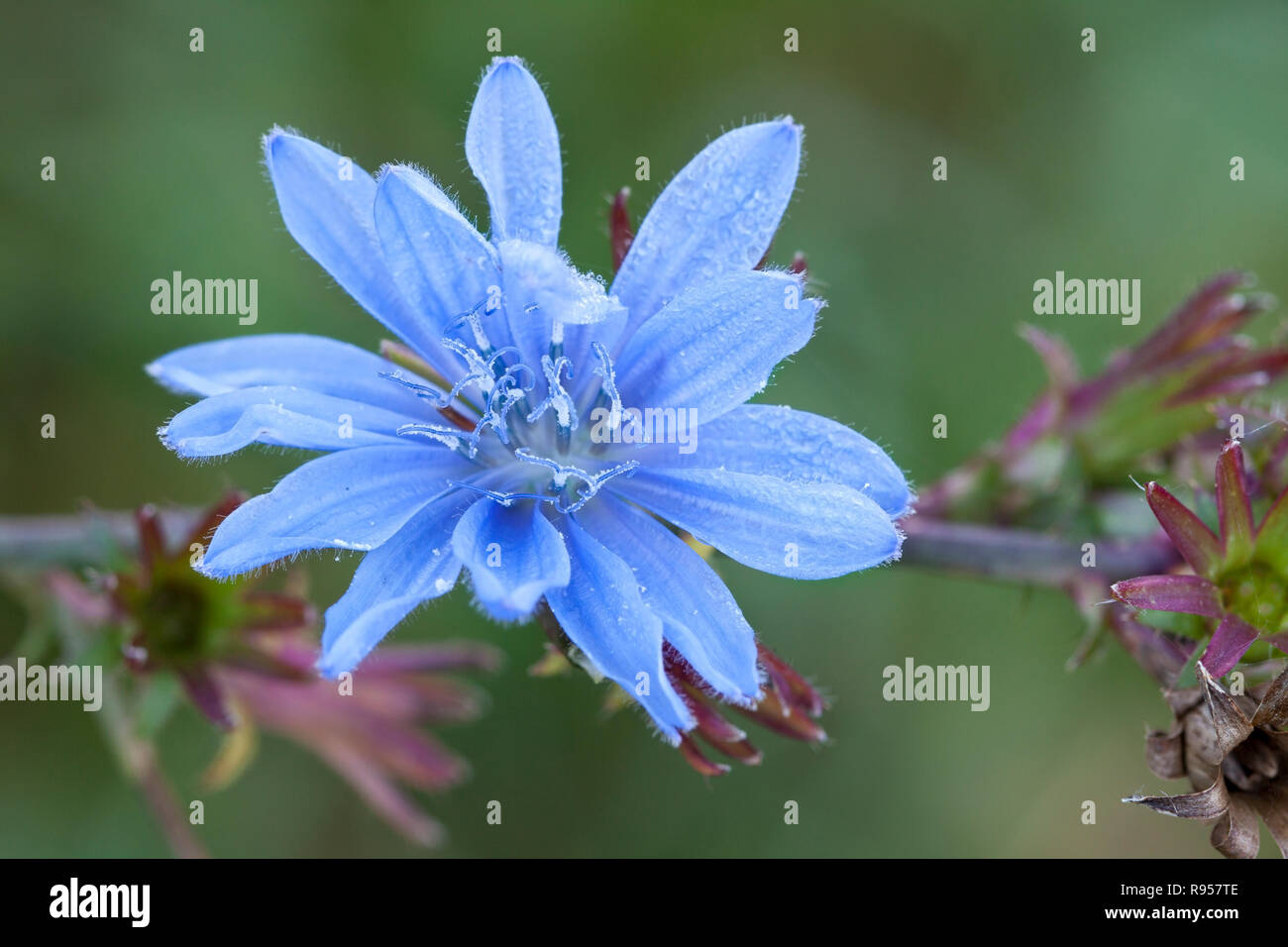 The petals of a chicory flower explode in shades of blue. Stock Photo