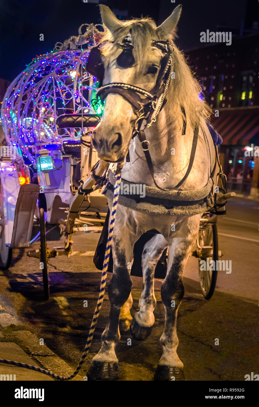A carriage horse rests while waiting for the next customer on Beale Street, Sept. 5, 2015, in Memphis, Tennessee. Stock Photo