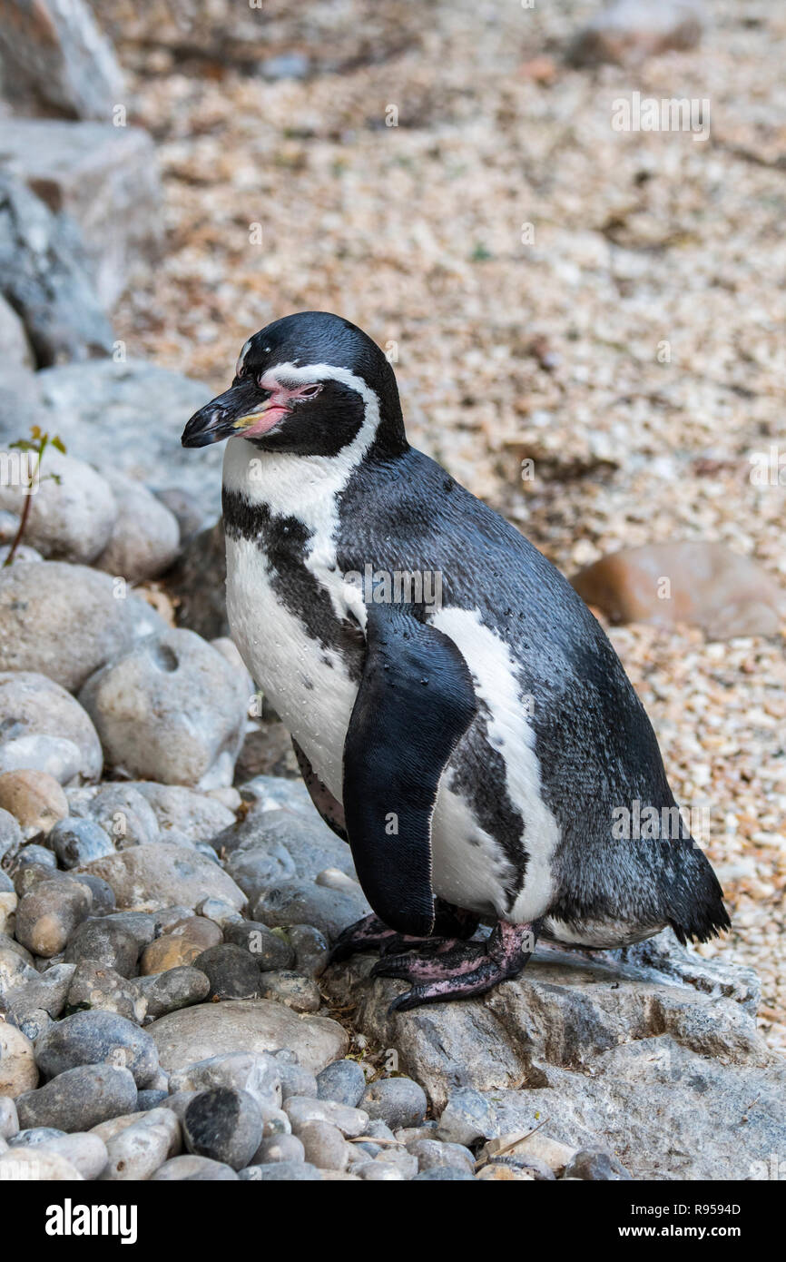 Humboldt penguin / Peruvian penguin / patranca (Spheniscus humboldti) on land, South American penguin native to coastal Chile and Peru Stock Photo