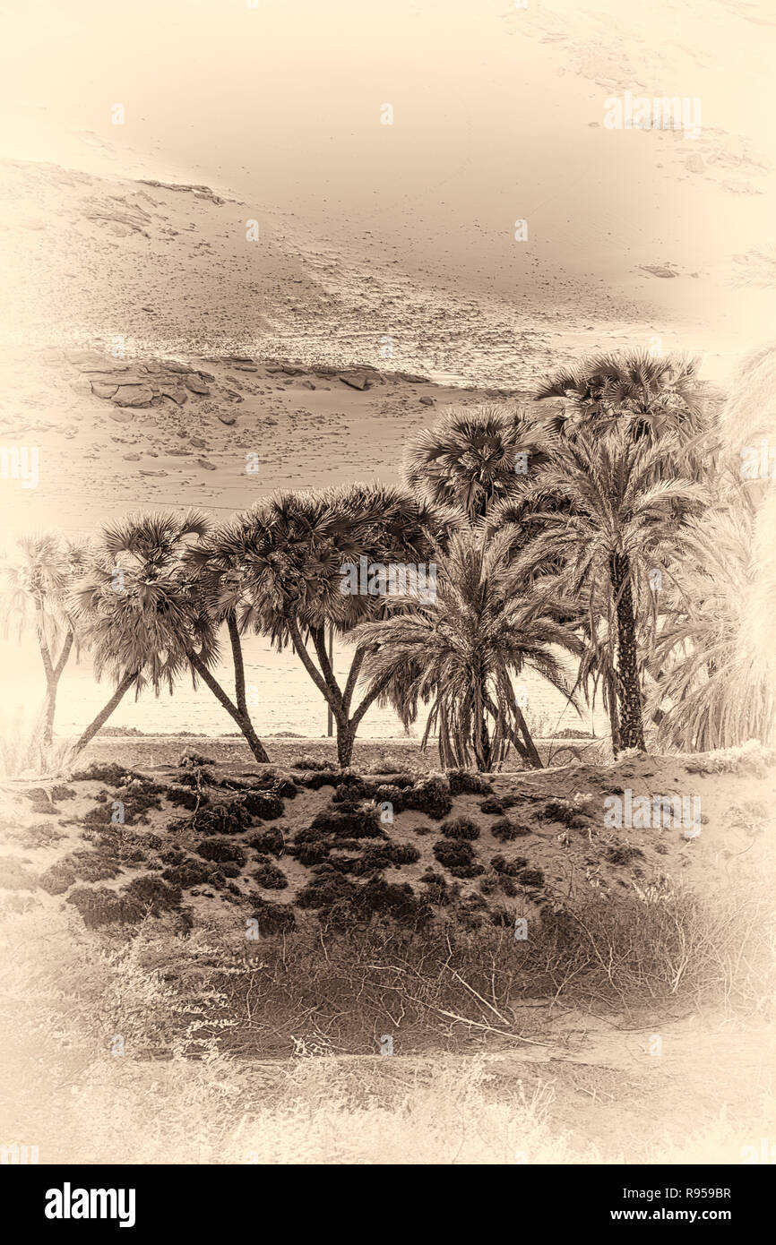 Palm Trees on the West Bank of  the Nile river in Egypt , processed to look like an early 1900s photo Stock Photo