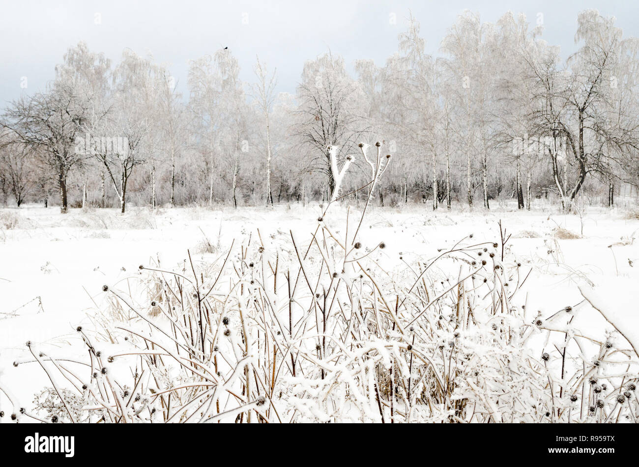 winter landscape of trees with snow Stock Photo - Alamy