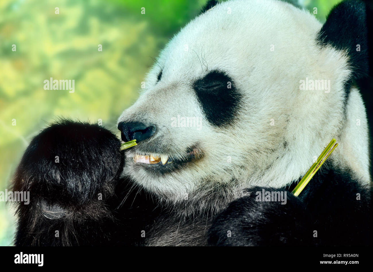 A giant panda bear (Ailuropoda melanoleuca) munches on bamboo, September 8, 2015, at the Memphis Zoo in Memphis, Tennessee. Stock Photo
