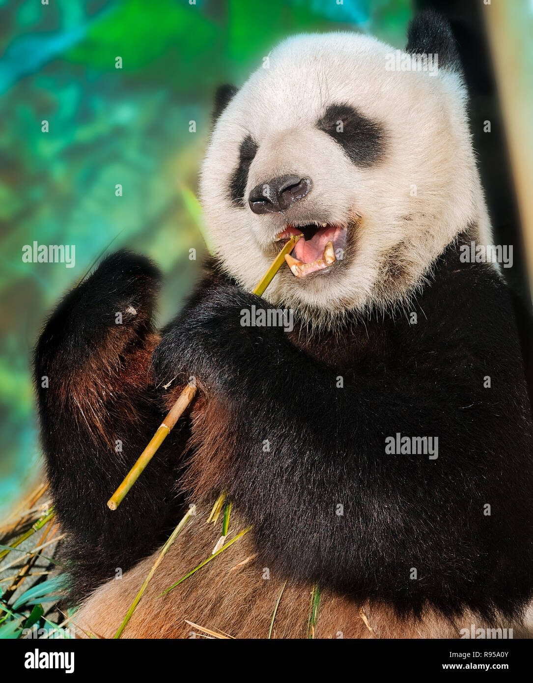 A giant panda bear (Ailuropoda melanoleuca) munches on bamboo, September 8, 2015, at the Memphis Zoo in Memphis, Tennessee. Stock Photo