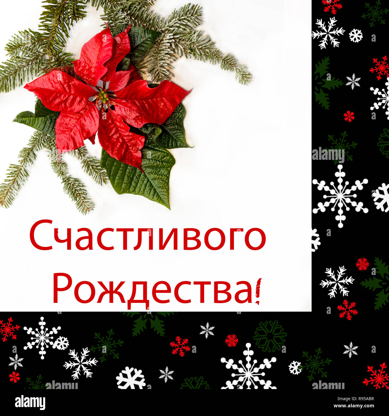 Poinsettia flower with fir tree and snow on white background. Greetings Christmas card. Postcard. Christmastime. Red, white and green.'Schastlívogo Ro Stock Photo