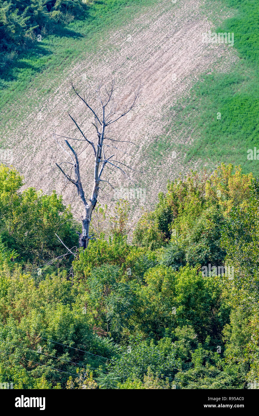 Dead leafless tree trunk standing out in a forest with empty field background, sunny autumn day Stock Photo