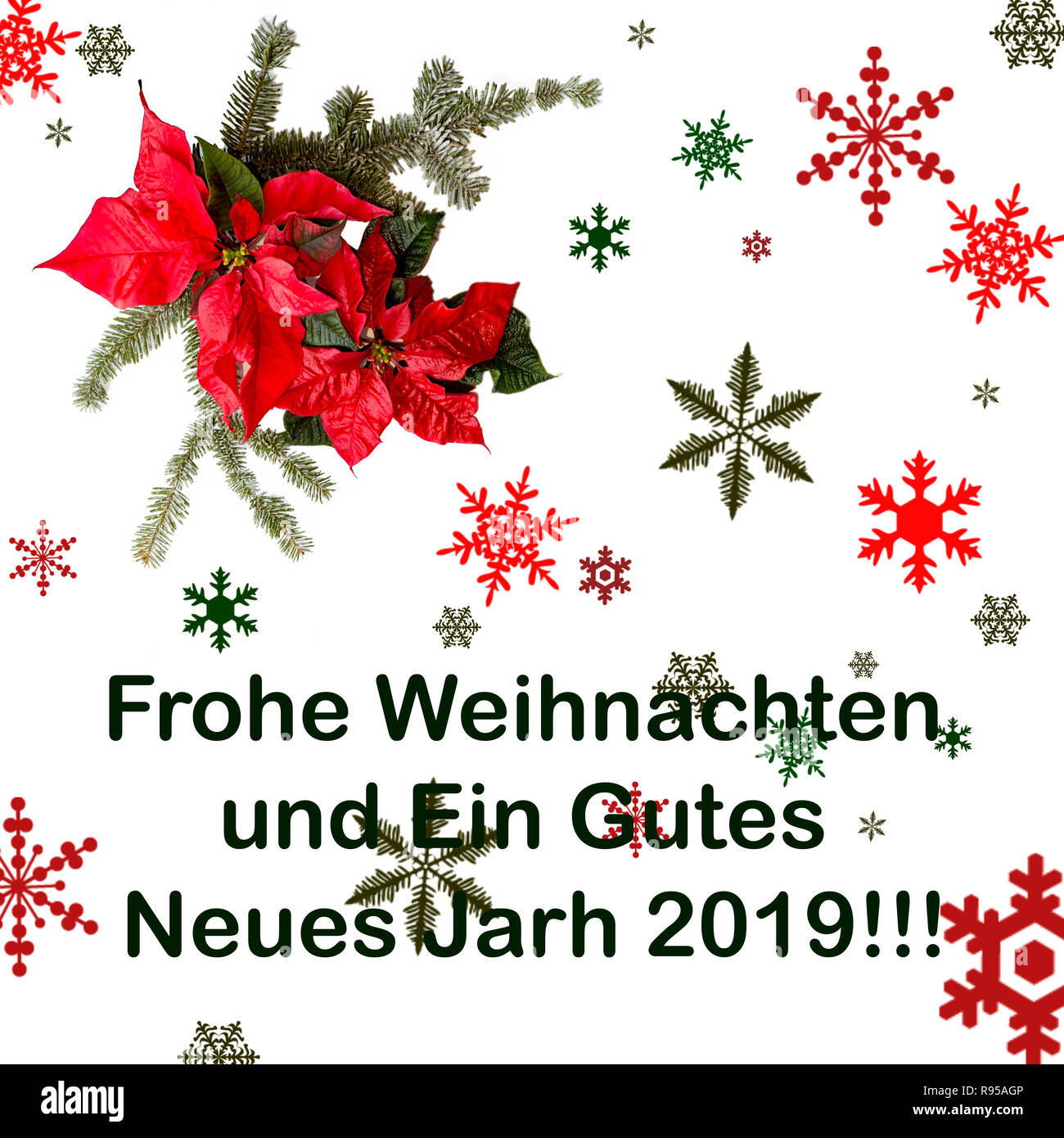 Poinsettia flower with fir tree and snow on white background. Greetings Christmas card. Postcard. Christmastime. Red, white and green." frohe weihnach Stock Photo