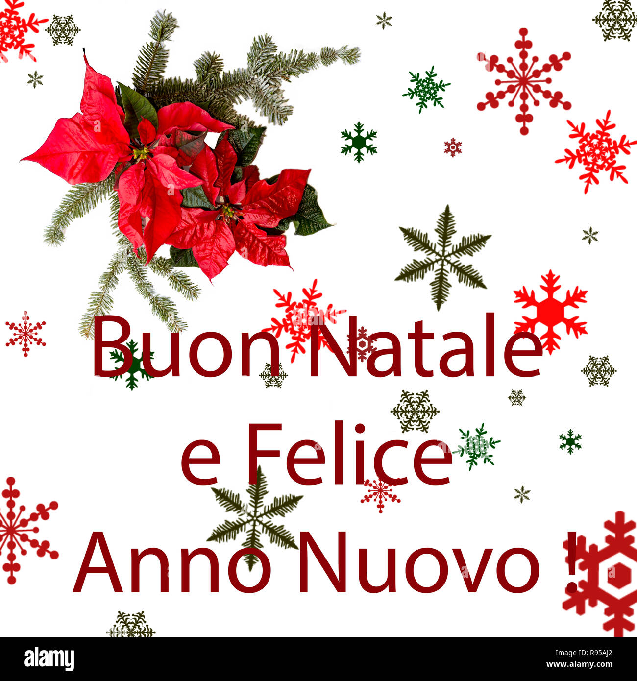 Buon Natale Card.Poinsettia Flower With Fir Tree And Snow On White Background Greetings Christmas Card Postcard Christmastime Red White And Green Buon Natale Stock Photo Alamy