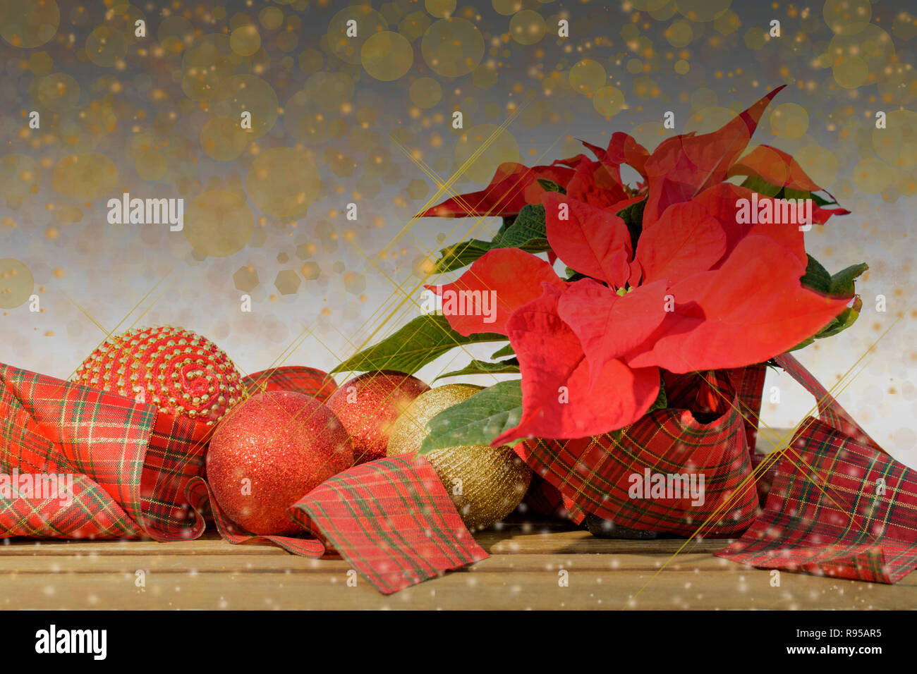 Red poinsettia flower with fir tree and snow on golden glitter background. Christmas composition. Elegant postcard. Stock Photo