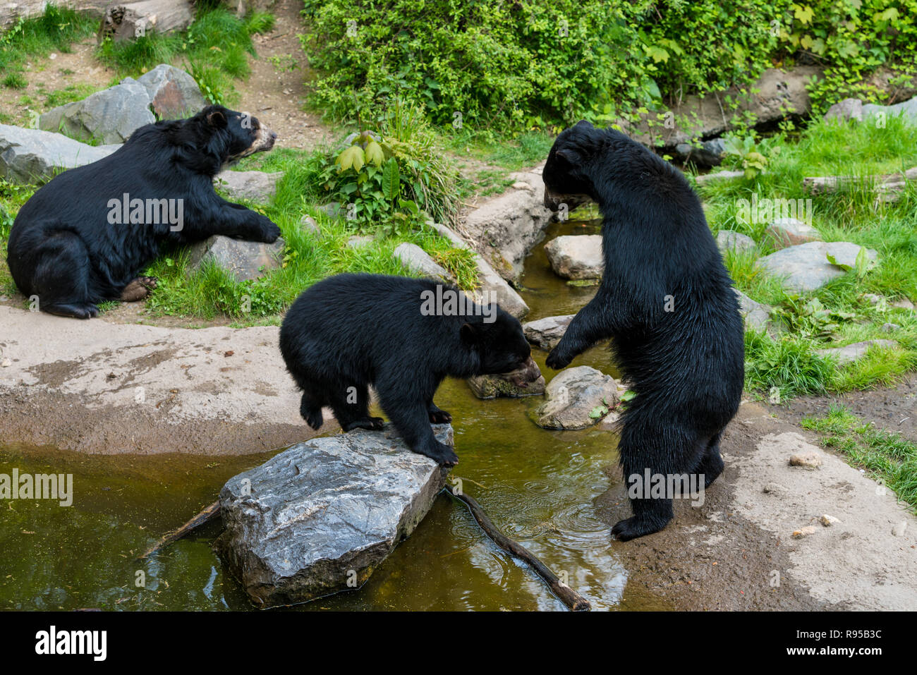 Baby american black bear hi-res stock photography and images - Alamy
