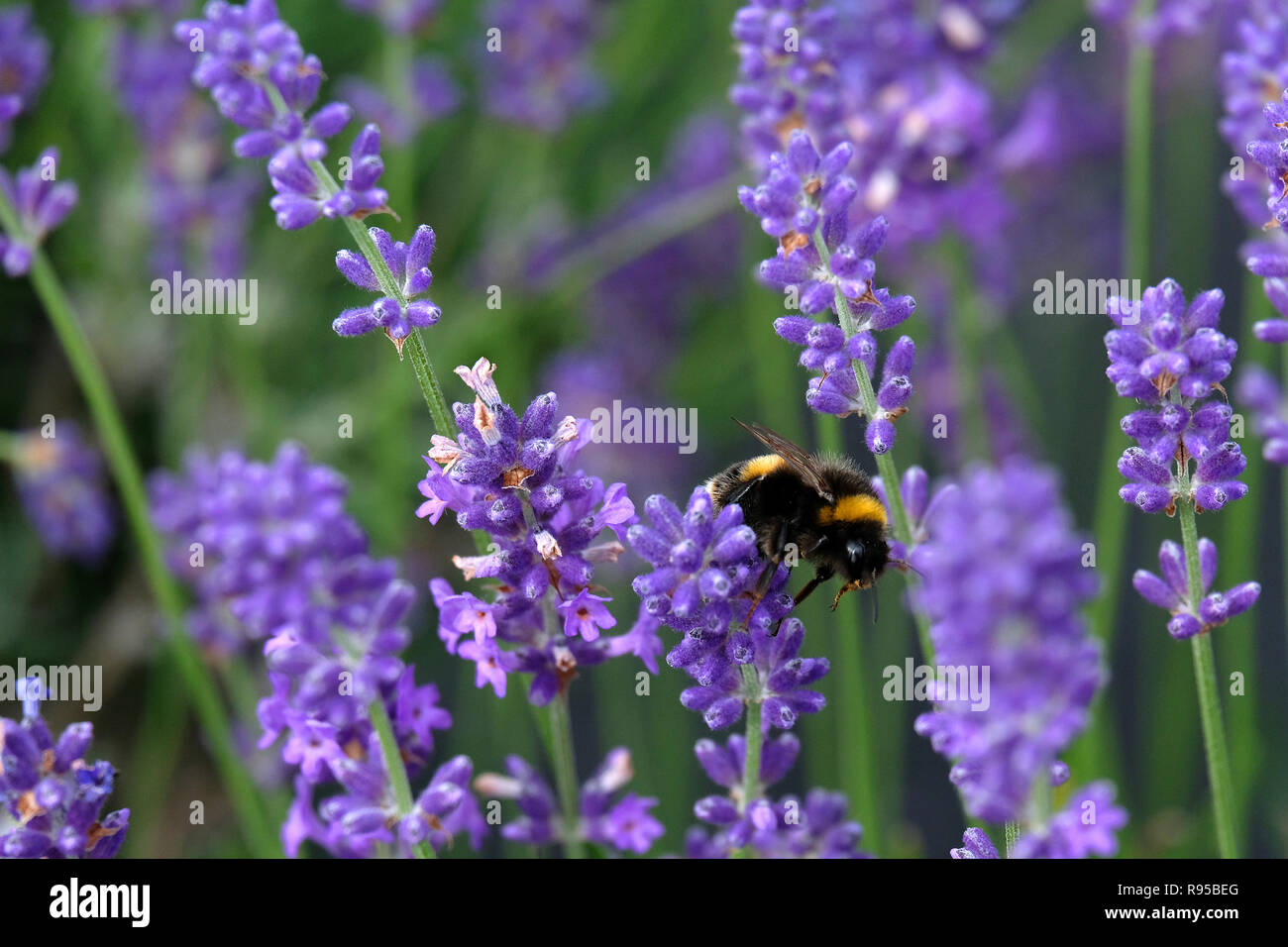 Lavender and Bees Stock Photo Alamy