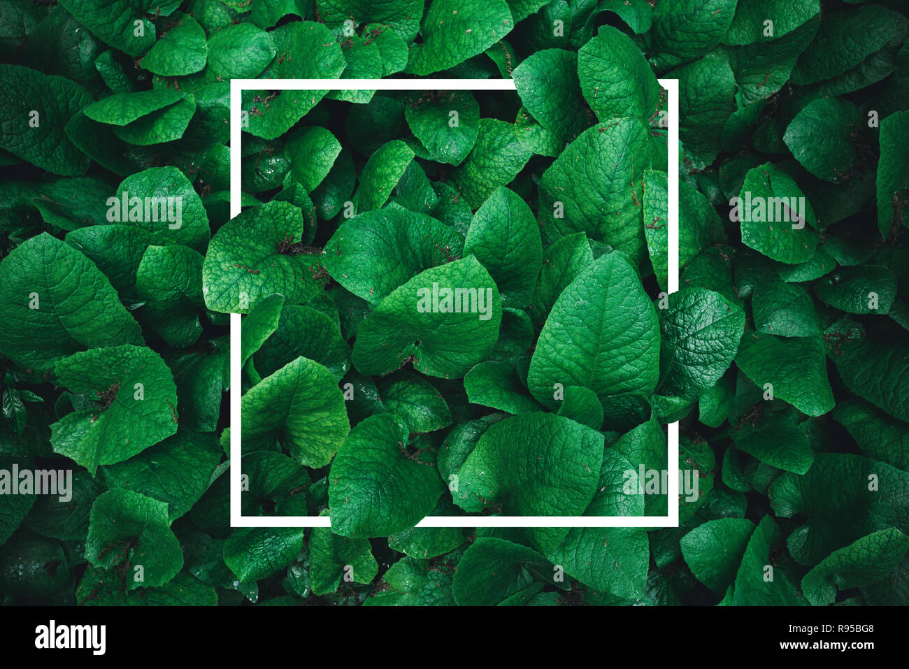 Tropical green leaves background with frame Stock Photo - Alamy