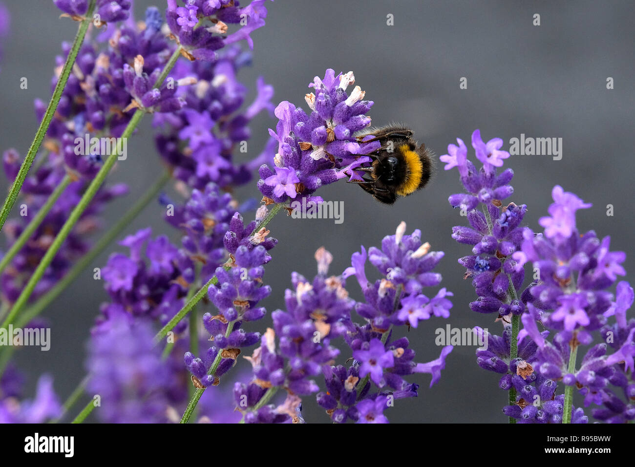 Lavender and Bees Stock Photo