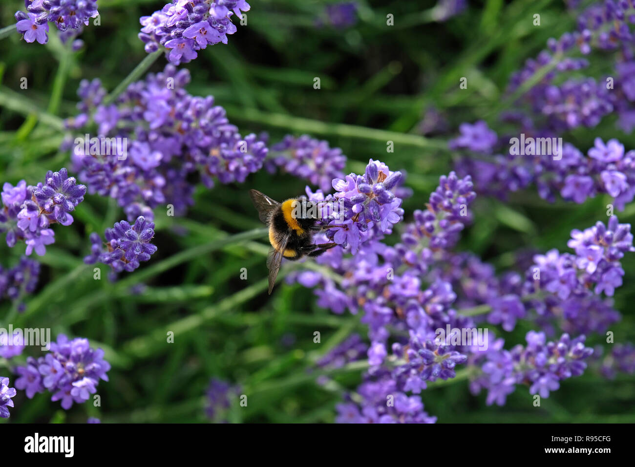 Lavender and Bees Stock Photo
