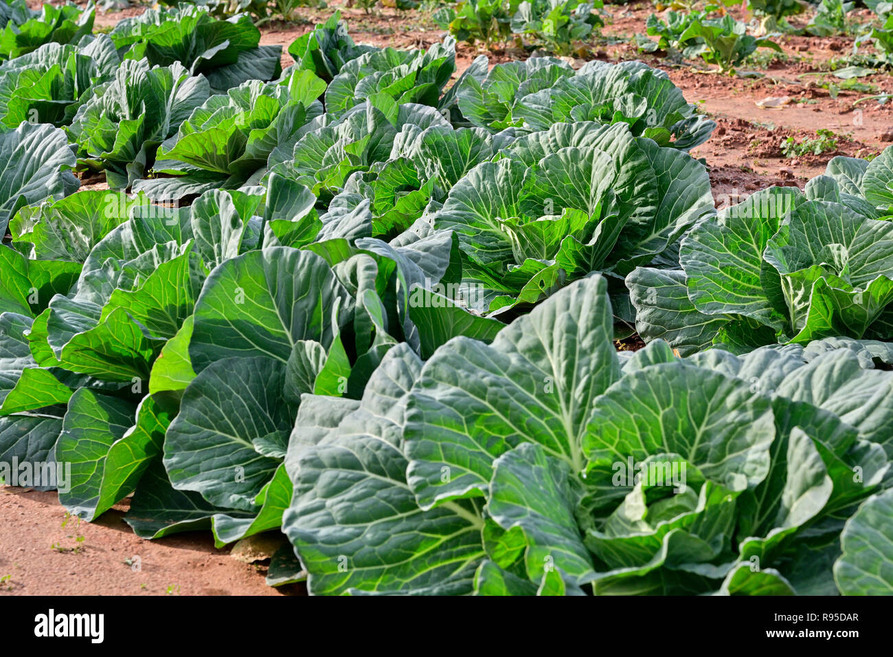 Collard greens crop hires stock photography and images Alamy