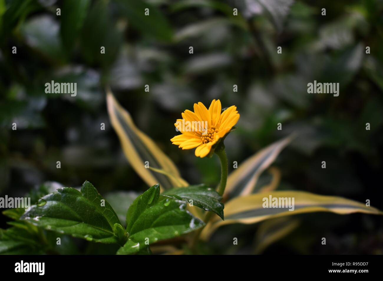 Dew drops leaves hires stock photography and images Alamy