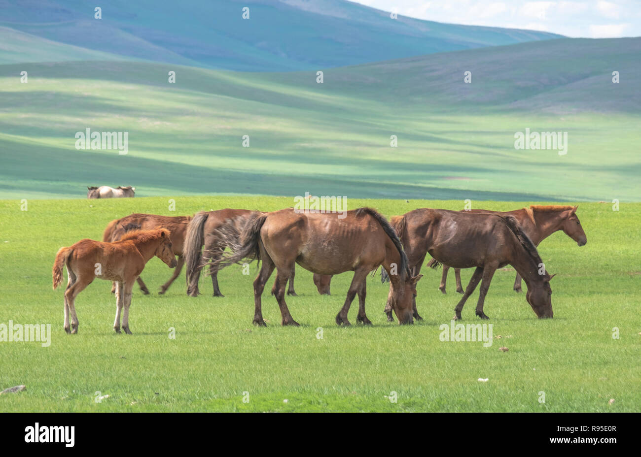 Sturdy breed of Mongolian semi wild horses grazing in the summer pasture. Stock Photo