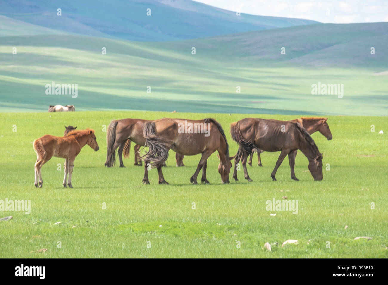 Sturdy breed of Mongolian semi wild horses grazing in the summer pasture. Stock Photo