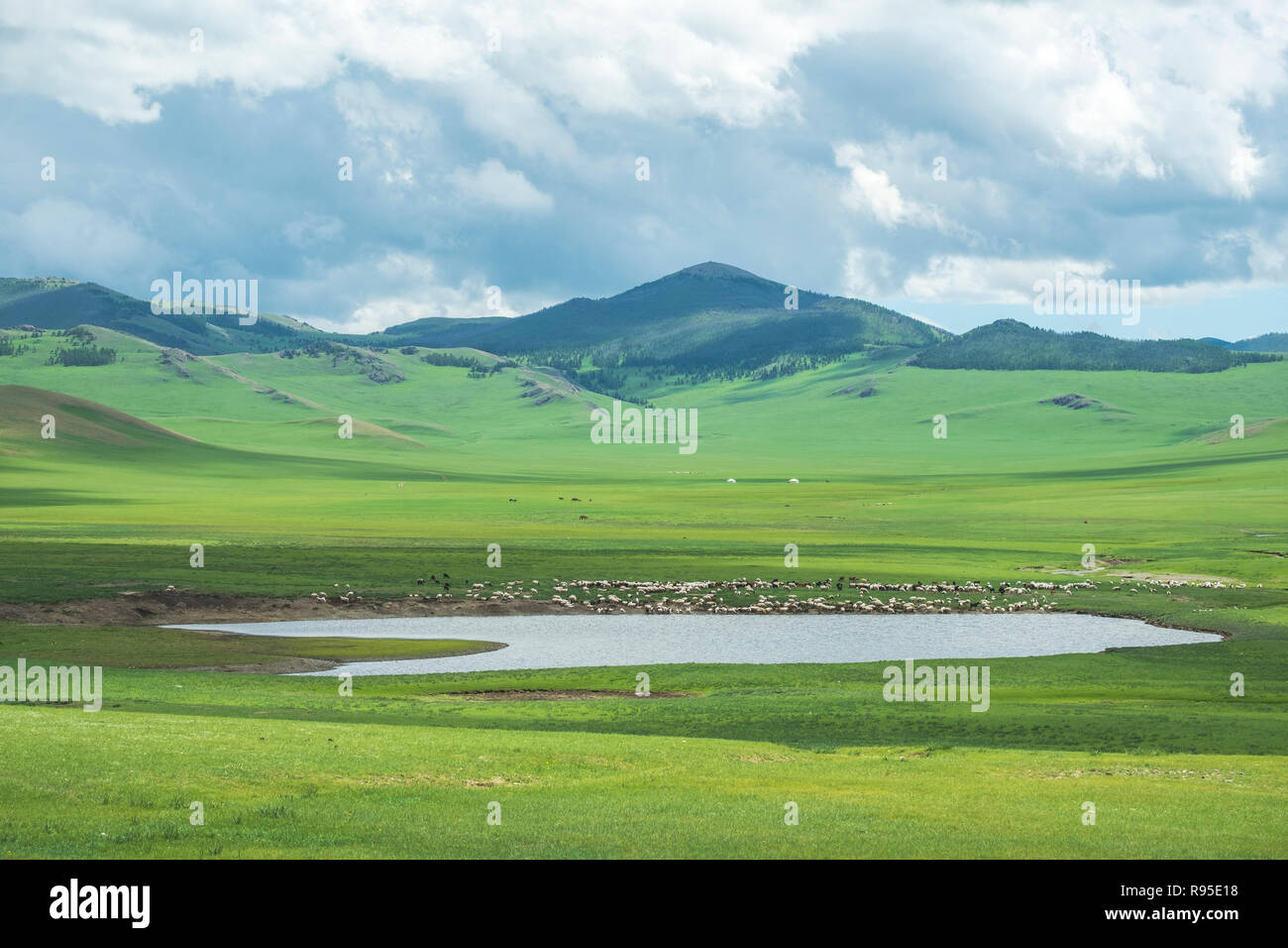 The beautiful steppes of Mongolia in the summer. Livestock’s of the Mongolian nomads are seen grazing and drinking at a lake. Stock Photo