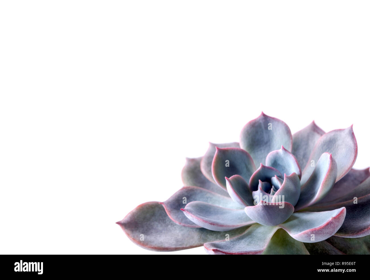 Succulent plant close-up, white wax on silver-blue leaves of Echeveria peacockii Subsessilis Stock Photo