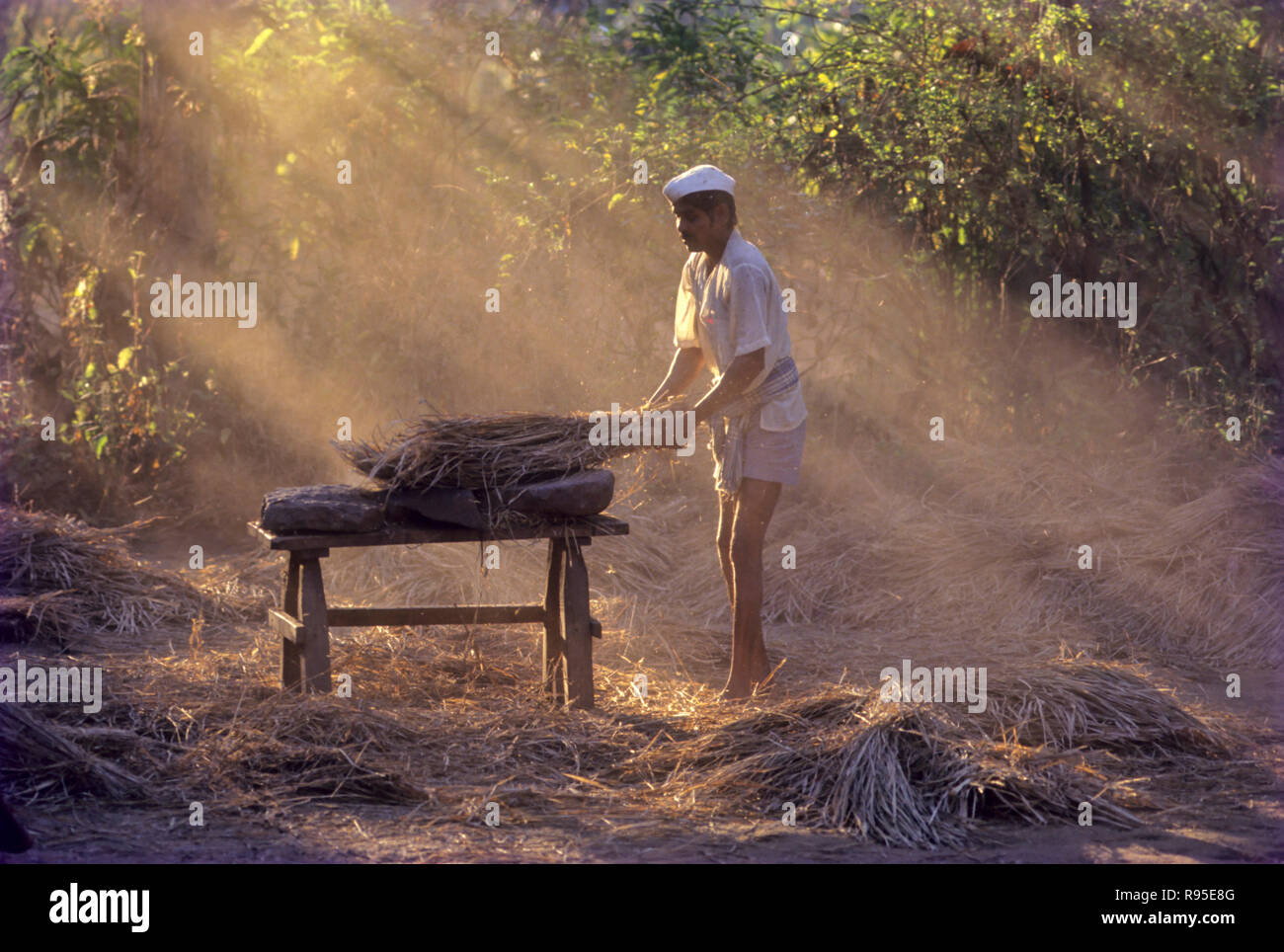 operation of beating out corns, india Stock Photo