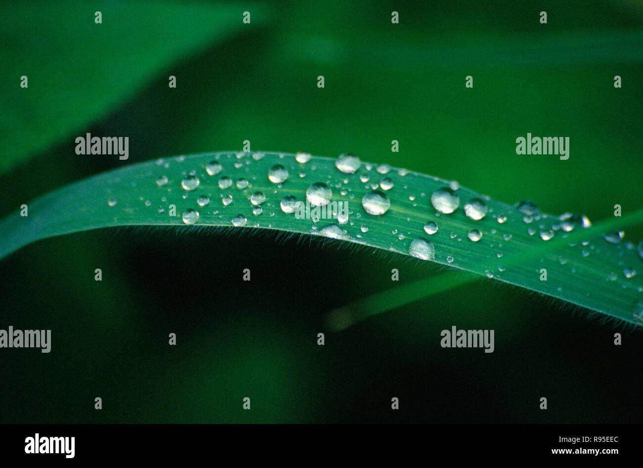 concept, waterdrops on leaf, raksham, sangla, kinnaur, himachal pradesh, india Stock Photo