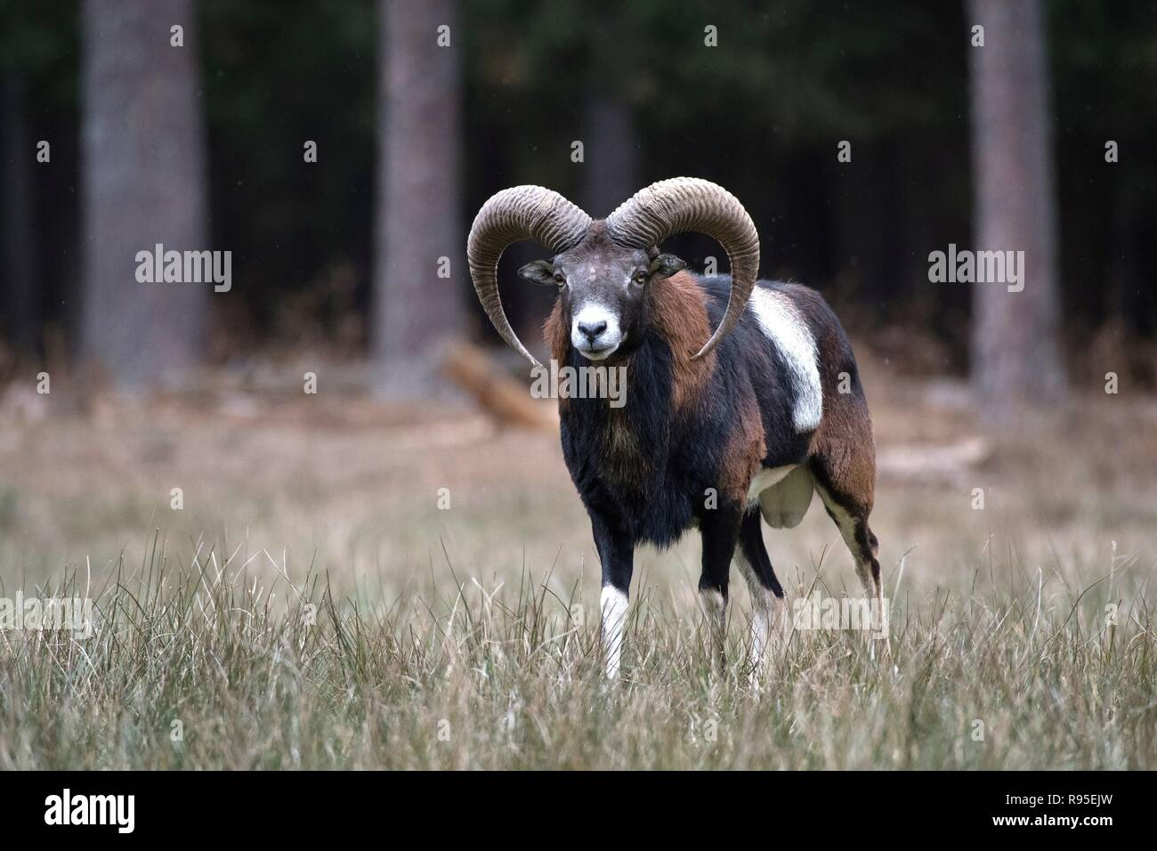 Mufflon | usage worldwide Stock Photo - Alamy
