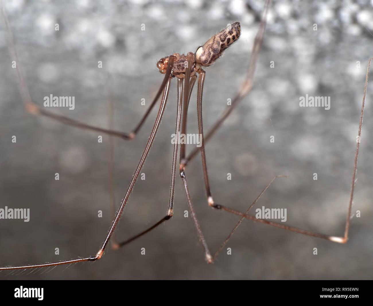 Macro Photography Of Daddy Long Legs Spider With Eggs On The
