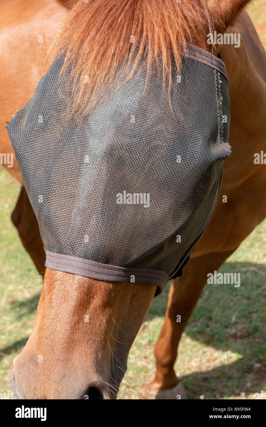 A close up front view of a the side of chesnut horses face in its padock with a black fly net on to keep the flys away for its eyes Stock Photo