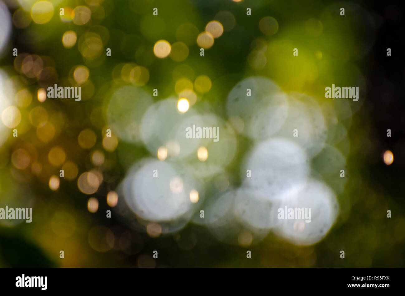Abstract natural background of blurred leaves, soft focus bokeh lights and golden blurred water drops. Natural defocused light green background perfec Stock Photo